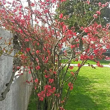 לינה וארוחת בוקר Griselda Santa Cristina (Treviso)